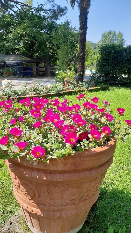 Il Gelso Villa Montopoli in Val dʼArno Dış mekan fotoğraf